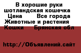 В хорошие руки шотландская кошечка › Цена ­ 7 - Все города Животные и растения » Кошки   . Брянская обл.